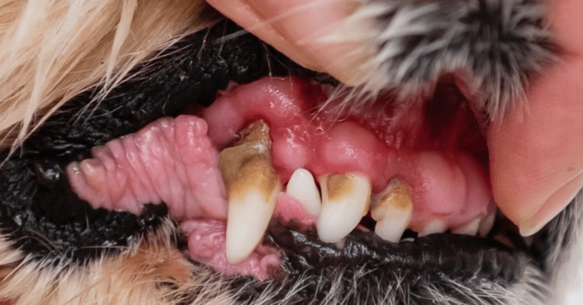 Molecular Iodine Water Additive Shows Promise in Combating Pet Periodontal Disease