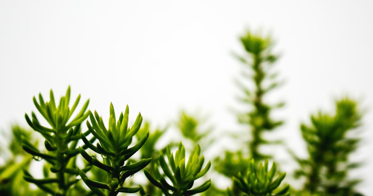 BioAdaptives to Launch Canine Stem Cell Supplement Nationwide by July 2025