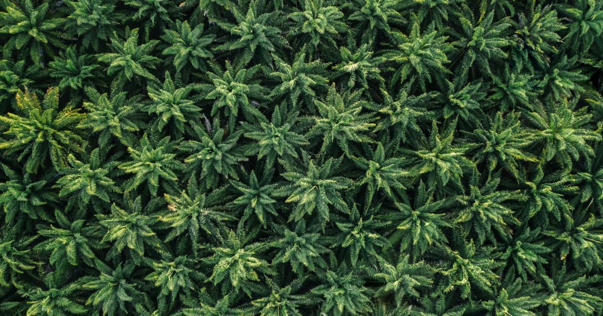 Carolindica Launches High-Potency CBD and Minor Cannabinoid Gummies and Capsules
