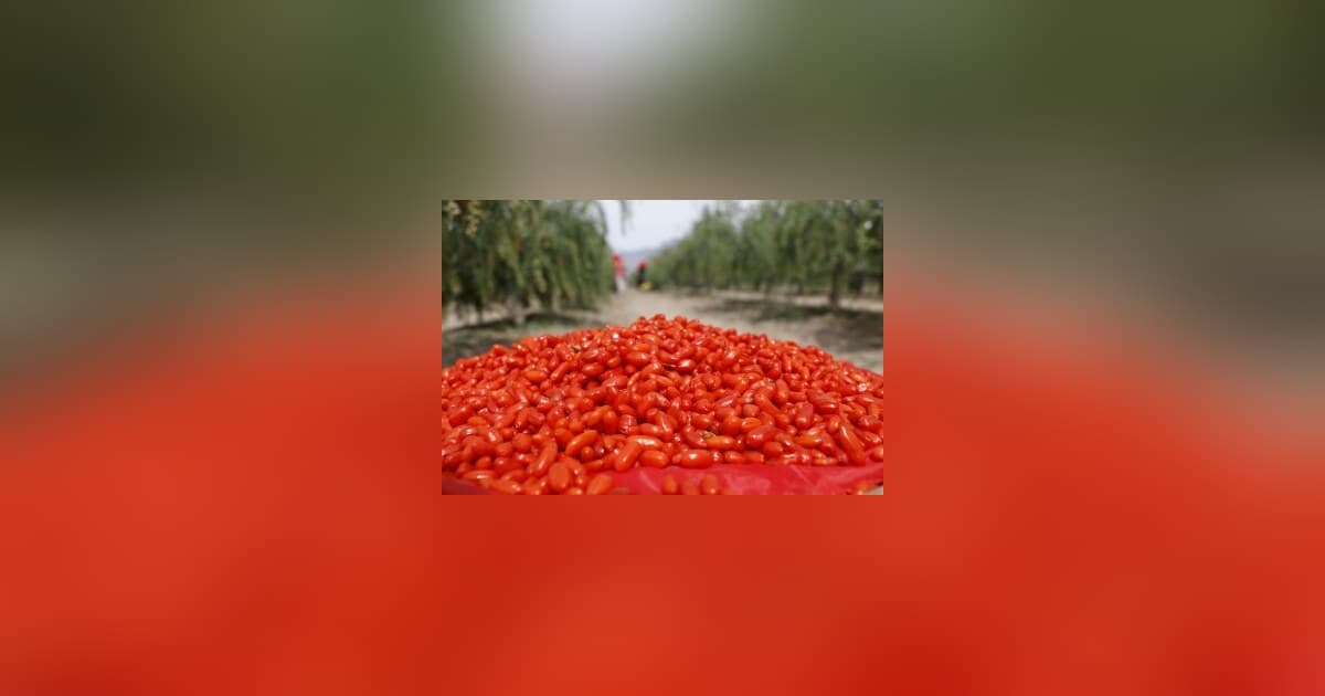 Ningxia Goji Berry Industry Transforms from Raw Material to High-Value Global Products