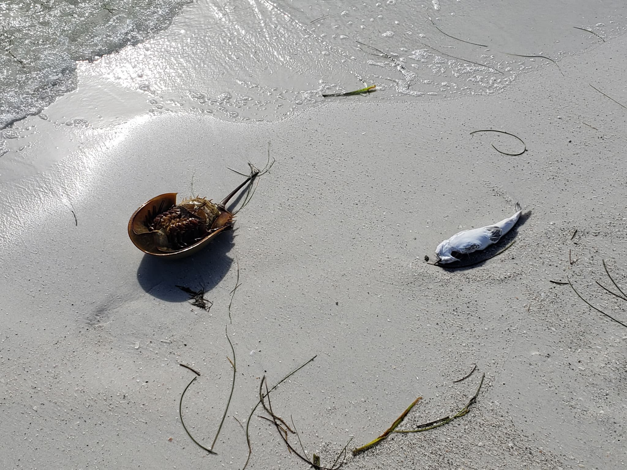 Coastal Microplastic Pollution Linked to Increased Risk of Cardiometabolic Diseases