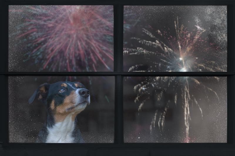 Pet Owners' Fireworks Anxiety Prompts Calls for Bans and Changes to Holiday Plans